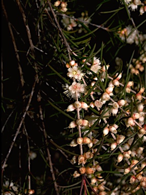 APII jpeg image of Hypocalymma angustifolium  © contact APII