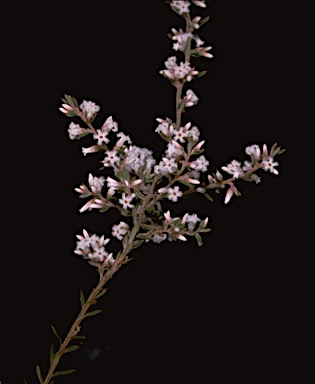 APII jpeg image of Leucopogon ericoides  © contact APII