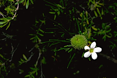 APII jpeg image of Ricinocarpos pinifolia  © contact APII
