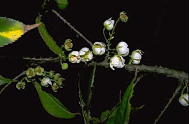 APII jpeg image of Rubus moorei  © contact APII