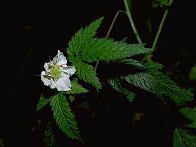 APII jpeg image of Rubus rosifolius  © contact APII