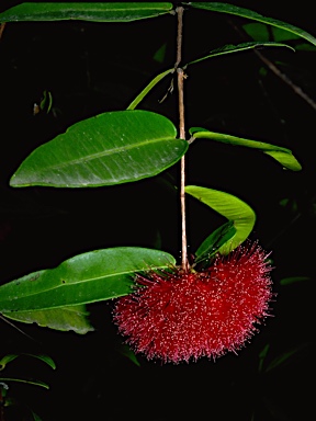 APII jpeg image of Syzygium wilsonii var. wilsonii  © contact APII