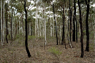 APII jpeg image of Eucalyptus leucoxylon,<br/>Eucalyptus tricarpa  © contact APII