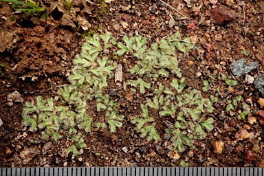 APII jpeg image of Riccia crinita  © contact APII