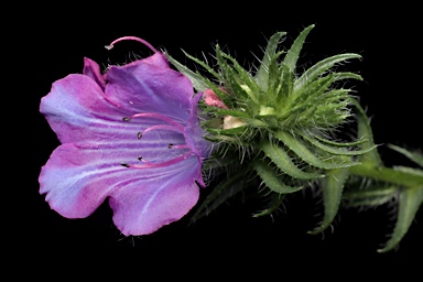 APII jpeg image of Echium plantagineum  © contact APII