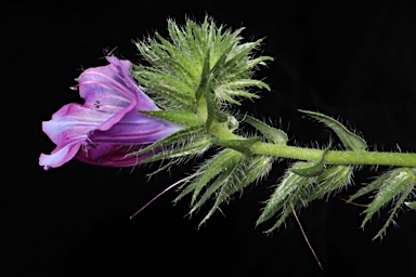 APII jpeg image of Echium plantagineum  © contact APII