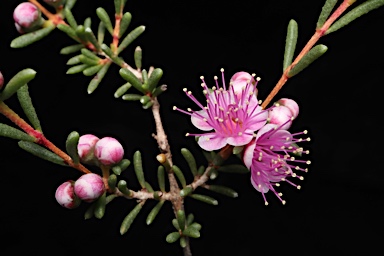 APII jpeg image of Hypocalymma asperum  © contact APII