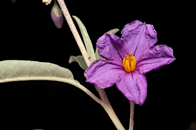 APII jpeg image of Solanum sturtianum  © contact APII