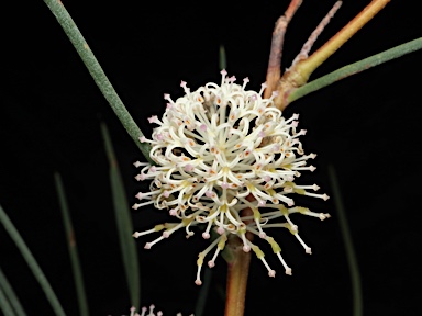 APII jpeg image of Hakea drupacea  © contact APII