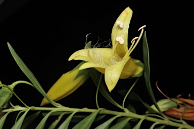 APII jpeg image of Eremophila maculata subsp. maculata  © contact APII