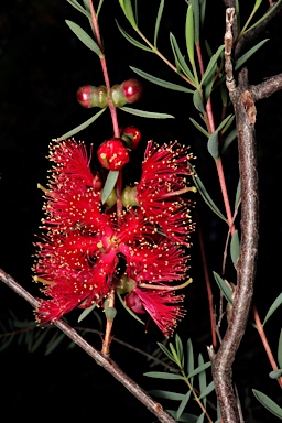 APII jpeg image of Melaleuca 'Payne's Hybrid'  © contact APII