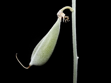 APII jpeg image of Crotalaria eremaea subsp. eremaea  © contact APII