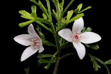 APII jpeg image of Boronia anemonifolia subsp. variabilis  © contact APII