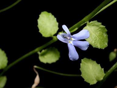 APII jpeg image of Lobelia quadrangularis  © contact APII