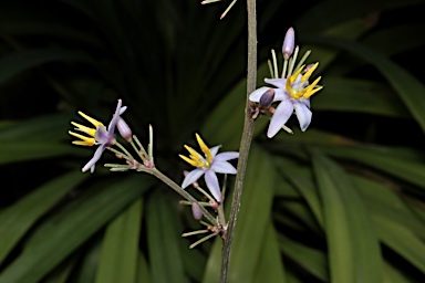 APII jpeg image of Dianella atraxis  © contact APII