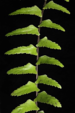 APII jpeg image of Asplenium longissimum  © contact APII