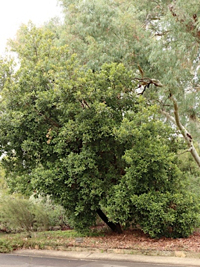 APII jpeg image of Elaeocarpus reticulatus 'Prima Donna'  © contact APII