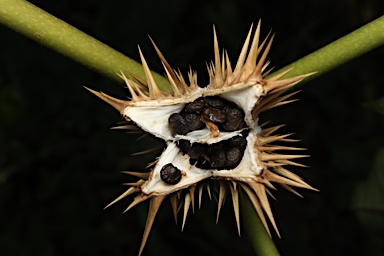 APII jpeg image of Datura stramonium  © contact APII