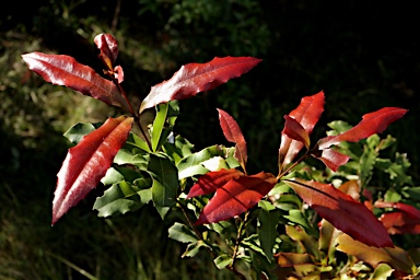 APII jpeg image of Macadamia ternifolia  © contact APII