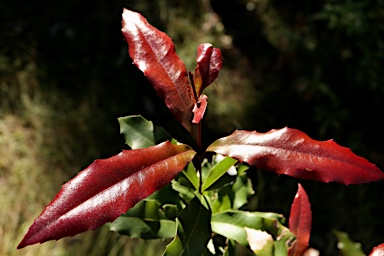 APII jpeg image of Macadamia ternifolia  © contact APII