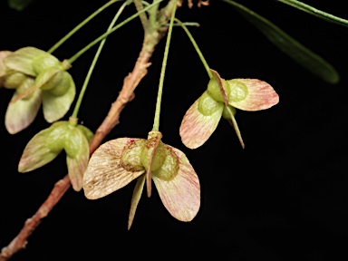 APII jpeg image of Dodonaea stenophylla  © contact APII