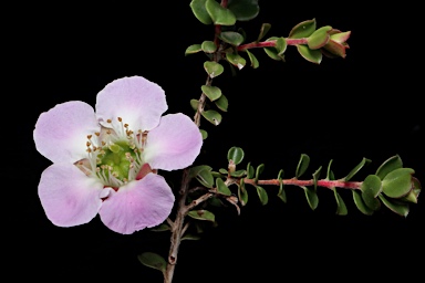 APII jpeg image of Leptospermum rotundifolium 'Julie Ann'  © contact APII