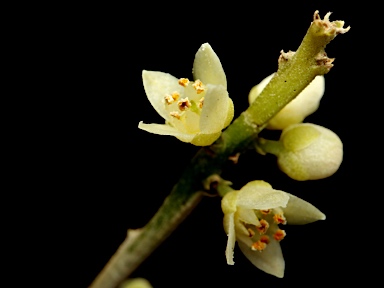 APII jpeg image of Sarcomelicope simplicifolia subsp. simplicifolia  © contact APII