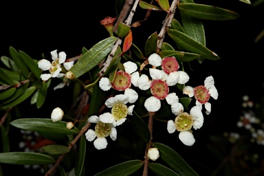 APII jpeg image of Babingtonia pluriflora 'White Cascade'  © contact APII