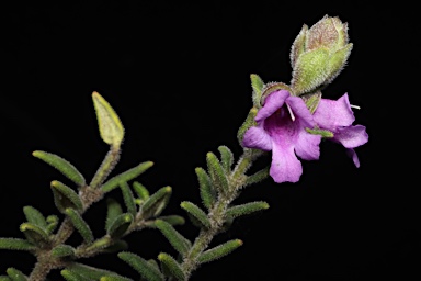 APII jpeg image of Prostanthera stricta  © contact APII