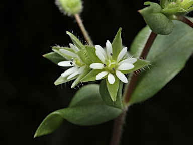 APII jpeg image of Stellaria media  © contact APII