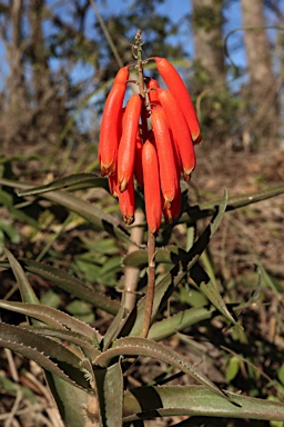 APII jpeg image of Aloe maculata  © contact APII