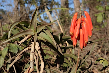 APII jpeg image of Aloe maculata  © contact APII