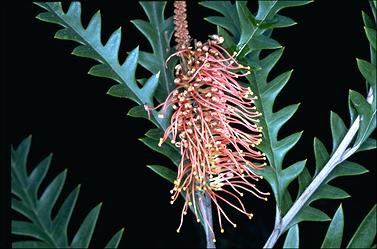 APII jpeg image of Grevillea 'Poorinda Anticipation'  © contact APII