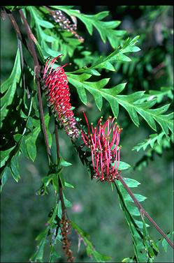 APII jpeg image of Grevillea 'Poorinda Ben'  © contact APII