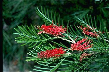 APII jpeg image of Grevillea 'Red Hooks'  © contact APII