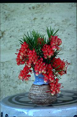 APII jpeg image of Grevillea rosmarinifolia 'Rosy Posy'  © contact APII