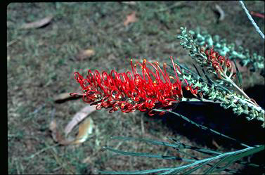 APII jpeg image of Grevillea 'Starflame'  © contact APII