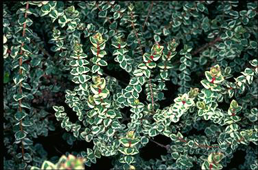APII jpeg image of Hypocalymma cordifolium 'Golden Veil'  © contact APII
