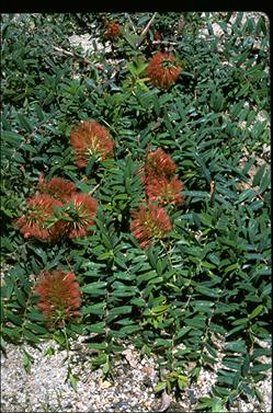 APII jpeg image of Melaleuca hypericifolia 'Ulladulla Beacon'  © contact APII