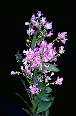 APII jpeg image of Prostanthera lasianthos 'Kallista Pink'  © contact APII