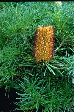 APII jpeg image of Banksia spinulosa 'Birthday Candles'  © contact APII