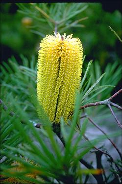 APII jpeg image of Banksia spinulosa 'Lemon Glow'  © contact APII