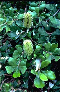 APII jpeg image of Banksia integrifolia 'Roller Coaster'  © contact APII