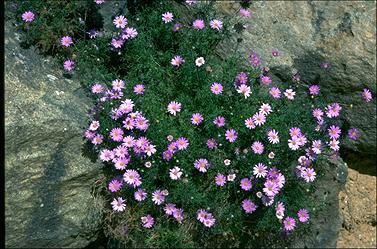 APII jpeg image of Brachyscome multifida 'Breakoday'  © contact APII