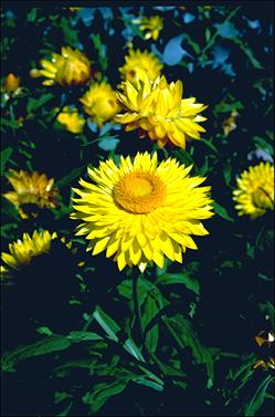 APII jpeg image of Xerochrysum bracteatum 'Princess of Wales'  © contact APII