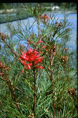 APII jpeg image of Grevillea 'Bon Accord'  © contact APII