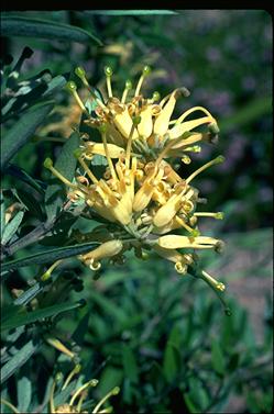 APII jpeg image of Grevillea 'Canterbury Gold'  © contact APII