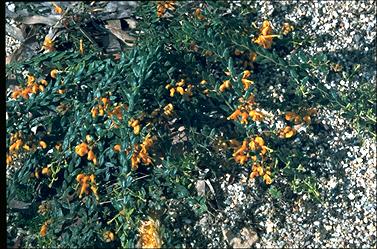 APII jpeg image of Grevillea alpina 'Grampians Gold'  © contact APII