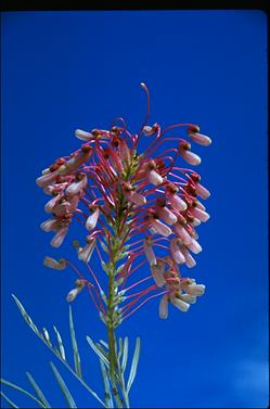 APII jpeg image of Grevillea banksii 'Kingaroy Slippers'  © contact APII