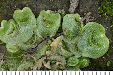 APII jpeg image of Lunularia cruciata  © contact APII